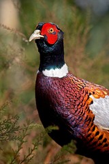 Common Pheasant, phasianus colchicus, Male, Normandy