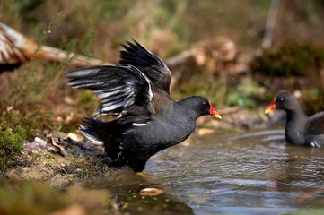 Common Moorhen or European Moorhen, gallinula chloropus, Adult taking off from Water, Pond in Normandy
