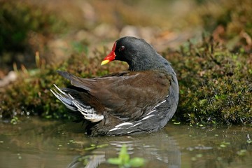 Common Moorhen or European Moorhen, gallinula chloropus, Adult standing on Pond in Normandy