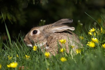 European Rabbit or Wild Rabbit, oryctolagus cuniculus, Adult with Flowers, Normandy