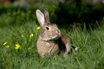 European Rabbit or Wild Rabbit, oryctolagus cuniculus, Adult with Flowers, Normandy
