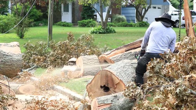 Man Slicing Up Tree With A Chainsaw After The Tree Fell During Tropical Storm Isaias.