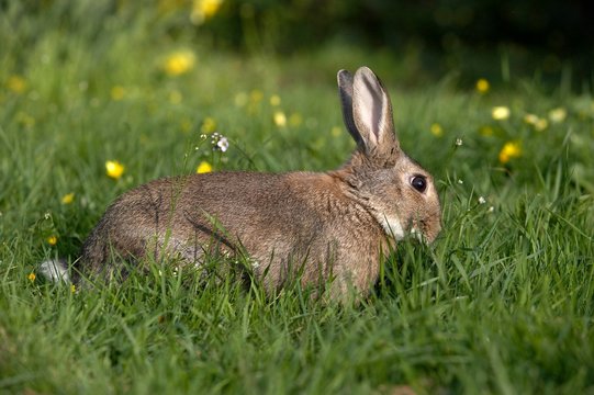 European Rabbit or Wild Rabbit, oryctolagus cuniculus, Adult with Flowers, Normandy