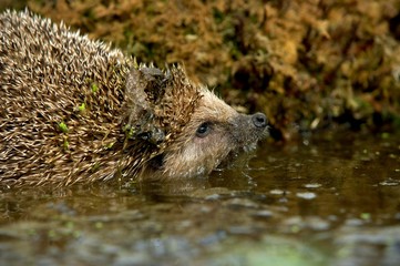 European Hedgehog, erinaceus europaeus, Adult crossing Water, Normandy © slowmotiongli