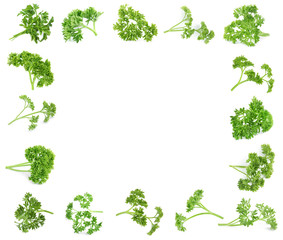 Frame of green curly parsley on white background