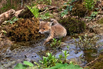 Naklejka na ściany i meble Red Fox, vulpes vulpes, Cub standing in Water, Normandy