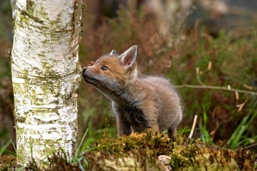 Red Fox, vulpes vulpes, Cub smelling Tree Trunk, Normandy