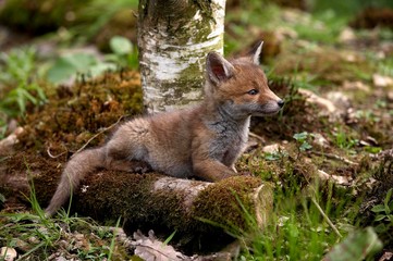 Red Fox, vulpes vulpes, Cub, Normandy