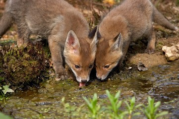 Red Fox, vulpes vulpes, Cub drinking Water, Normandy