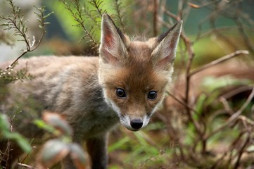 Red Fox, vulpes vulpes, Cub, Normandy