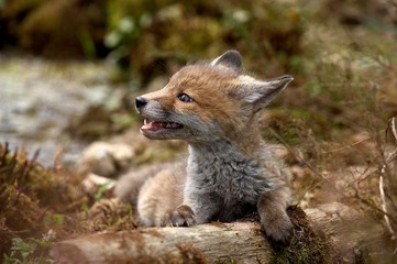 Red Fox, vulpes vulpes, Cub, Normandy
