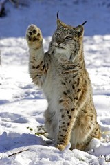 Obraz premium European Lynx, felis lynx, Adult standing on Snow Holding its Paw up