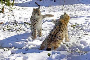 European Lynx, felis lynx, Adults fighting in Snow