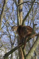 Cougar, puma concolor standing in Tree