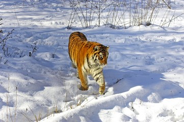 Fototapeta na wymiar Siberian Tiger, panthera tigris altaica standing on Snow