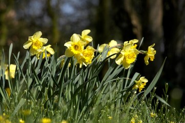 Obraz premium Wild Daffodil, narcissus pseudonarcissus