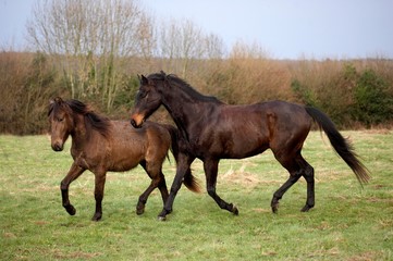 English Thoroughbred Male Horse with Foal (no Breed)