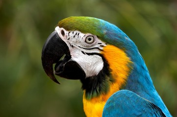 Portrait of Blue-and-Yellow Macaw, ara ararauna © slowmotiongli