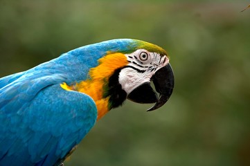 Portrait of Blue-and-Yellow Macaw, ara ararauna © slowmotiongli