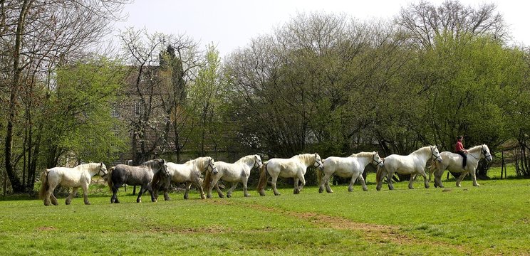 Percheron Draft Horses, a French Breed, Walking on Line