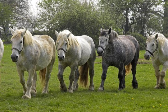Percheron Draft Horses, a French Breed, walking on Line