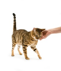 Hand stroking Brown Spotted Tabby Bengal Domestic Cat against White Background