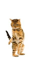 Brown Spotted Tabby Bengal Domestic Cat holding Paw up against White Backgroundd