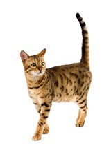Brown Spotted Tabby Bengal Domestic Cat against White Background