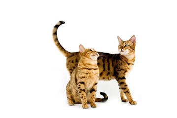 Obraz premium Brown Spotted Tabby Bengal Domestic Cat against White Background