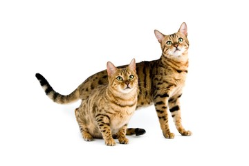 Brown Spotted Tabby Bengal Domestic Cat against White Background