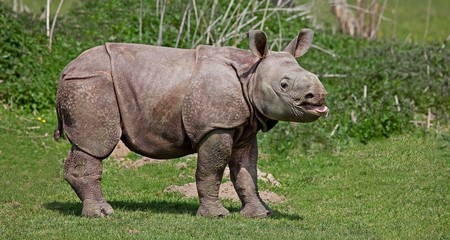 Obraz premium Indian Rhinoceros, rhinoceros unicornis, Male Calf