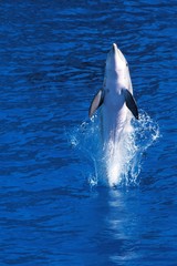 Bottlenose Dolphin, tursiops truncatus, Leaping