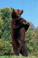 Brown Bear, ursus arctos, Standing on its Hind Legs, Looking around