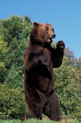 Obraz premium Brown Bear, ursus arctos, Standing on its Hind Legs