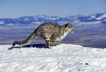 Snow Leopard or Ounce, uncia uncia, Running through Mountains - obrazy, fototapety, plakaty