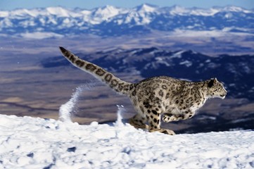 Snow Leopard or Ounce, uncia uncia, Running through Mountains
