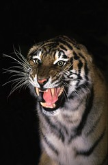 Siberian Tiger, panthera tigris altaica, Adult Snarling in Defensive Posture