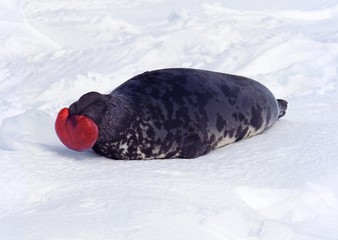 Hooded Seal, cystophora cristata, Male standing on Ice Floe, The hood and membrane are used for aggression display when threatened and as a warning during the breeding season, , Canada