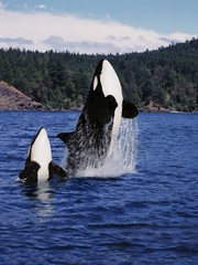 Killer Whale, orcinus orca, Mother and Calf Leaping, Canada © slowmotiongli
