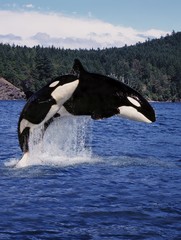 Killer Whale, orcinus orca, Mother and Calf Leaping, Canada © slowmotiongli