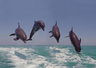 Bottlenose Dolphins, tursiops truncatus, Leaping, Honduras