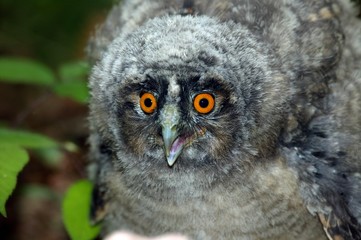 Long-Eared Owl, asio otus, Young calling, Normandy