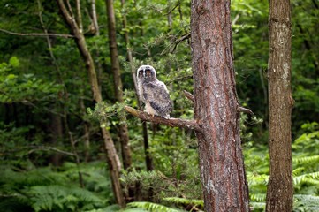 Long-Eared Owl, asio otus, Young, Normandy