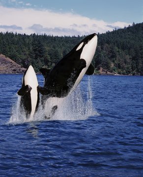 Killer Whale, Orcinus Orca, Mother And Calf Leaping, Canada