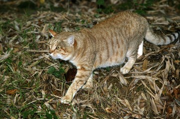 African Wildcat, felis silvestris lybica