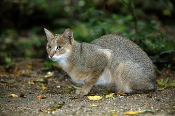 Jungle Cat, felis chaus, Female