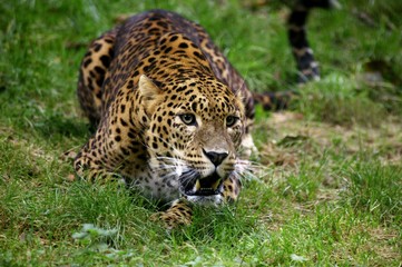 Sri Lankan Leopard, panthera pardus kotiya, Snarling, Defensive Posture