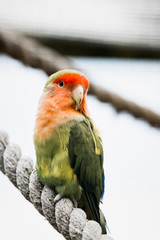 Perruche colorée inséparable rose gorge ou agapornis roseicollis