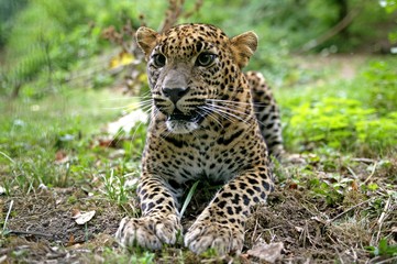 Naklejka na ściany i meble Sri Lankan Leopard, panthera pardus kotiya