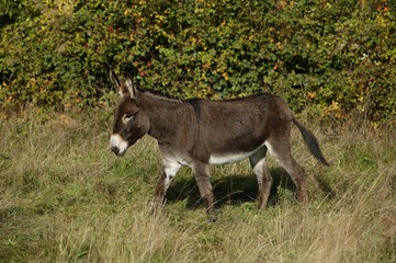 Normandy Donkey